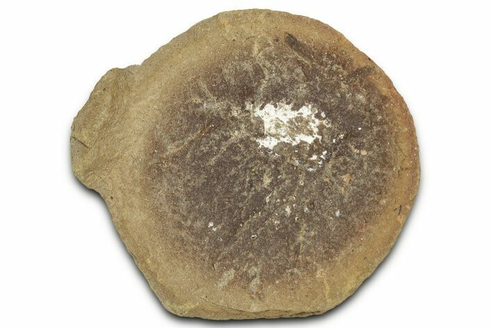 Pennsylvanian Worm Fossil - Mazon Creek #325933